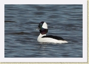 DSC_5053 Bufflehead colorful * 606 x 420 * (35KB)